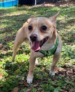 Enlarge Rosco, a ADOPTABLE Chihuahua in Winter Haven, FL image 2/2