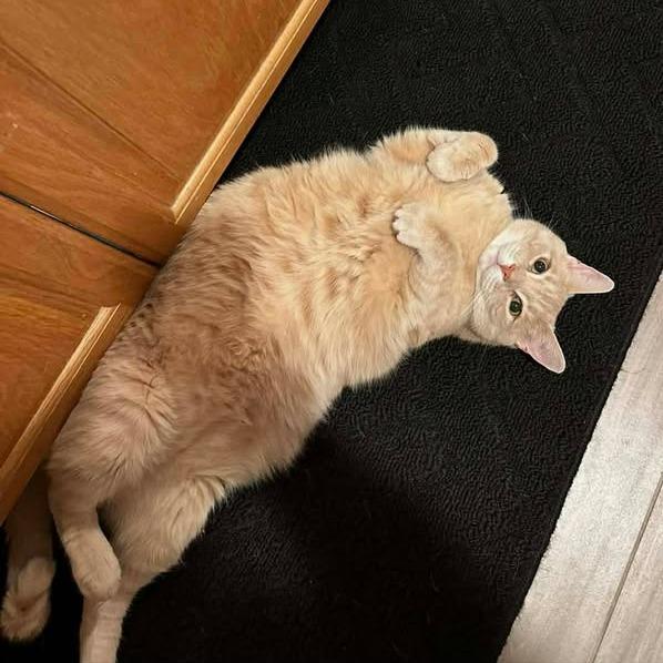 Peaches, a Adoptable Domestic Short Hair in Baltimore, MD image 1/5