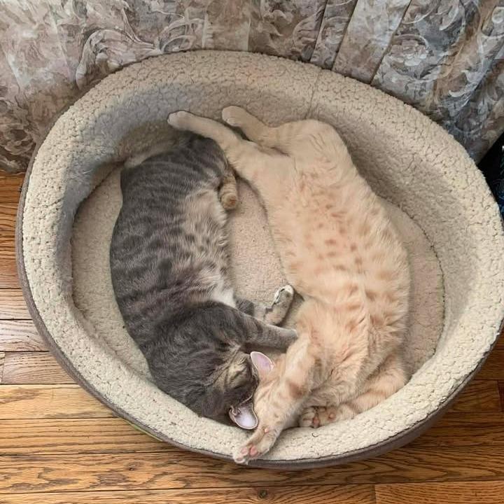 Peaches, a Adoptable Domestic Short Hair in Baltimore, MD image 2/5