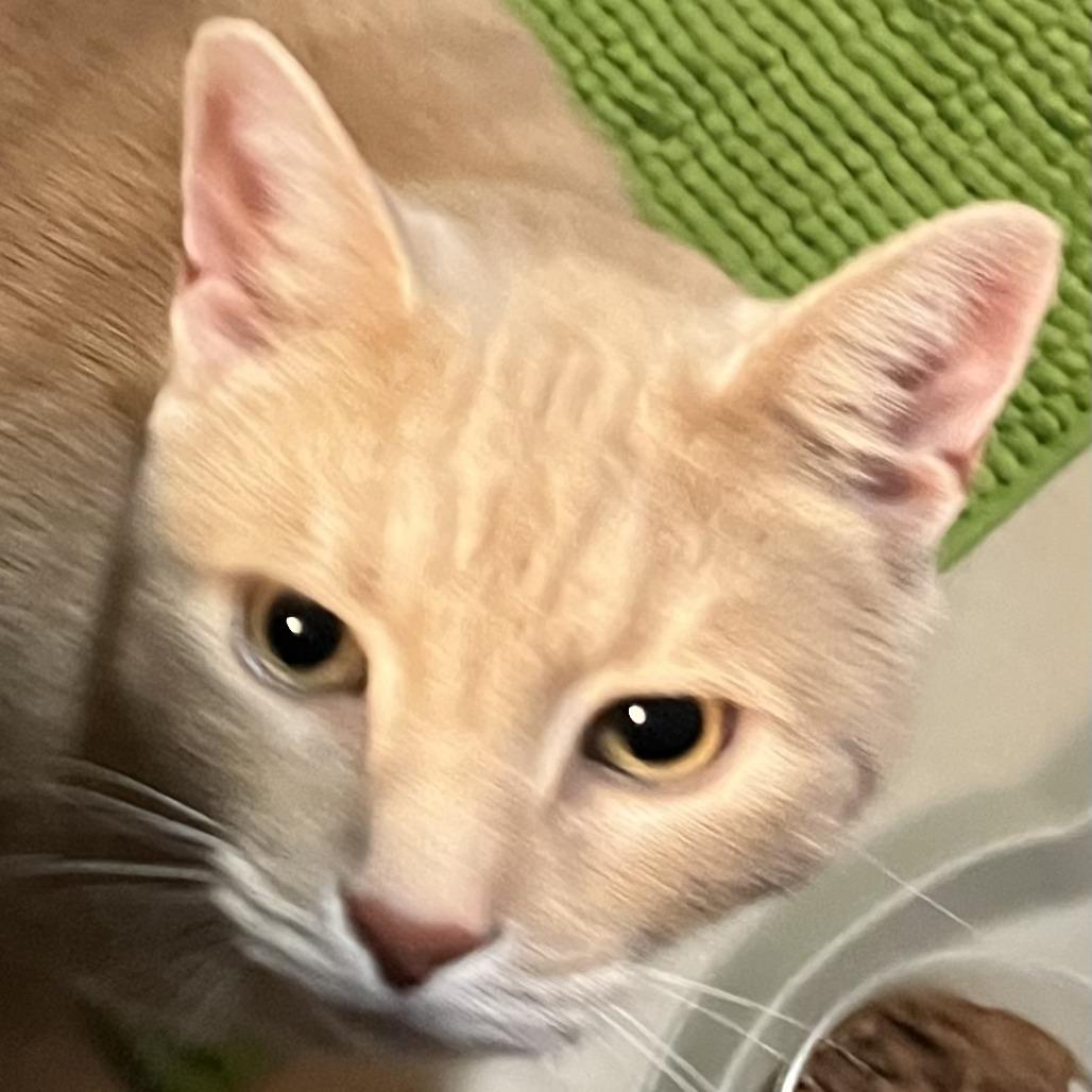 Peaches, a Adoptable Domestic Short Hair in Baltimore, MD image 3/5