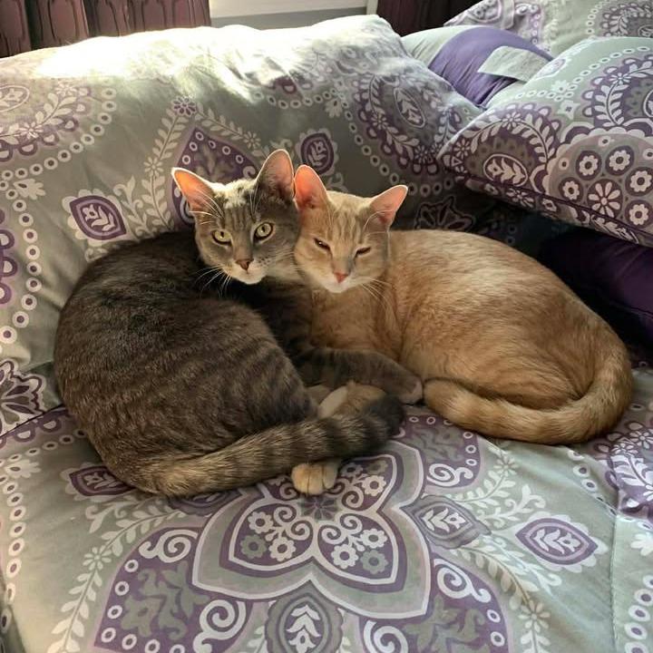 Peaches, a Adoptable Domestic Short Hair in Baltimore, MD image 4/5