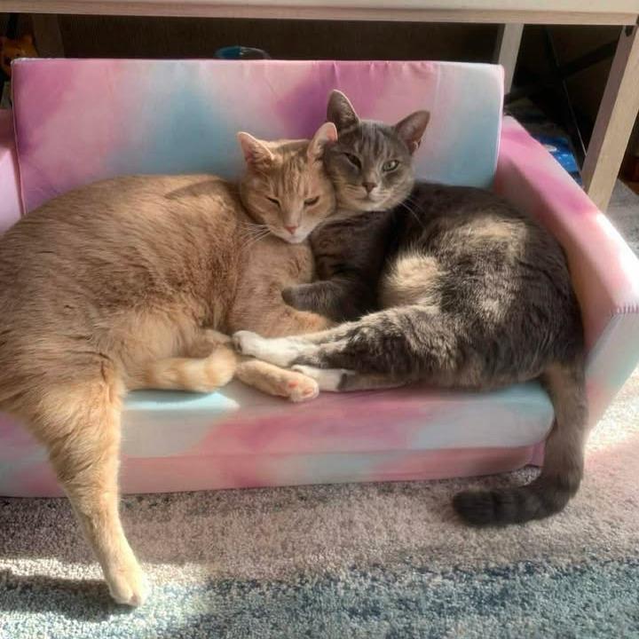 Peaches, a Adoptable Domestic Short Hair in Baltimore, MD image 5/5