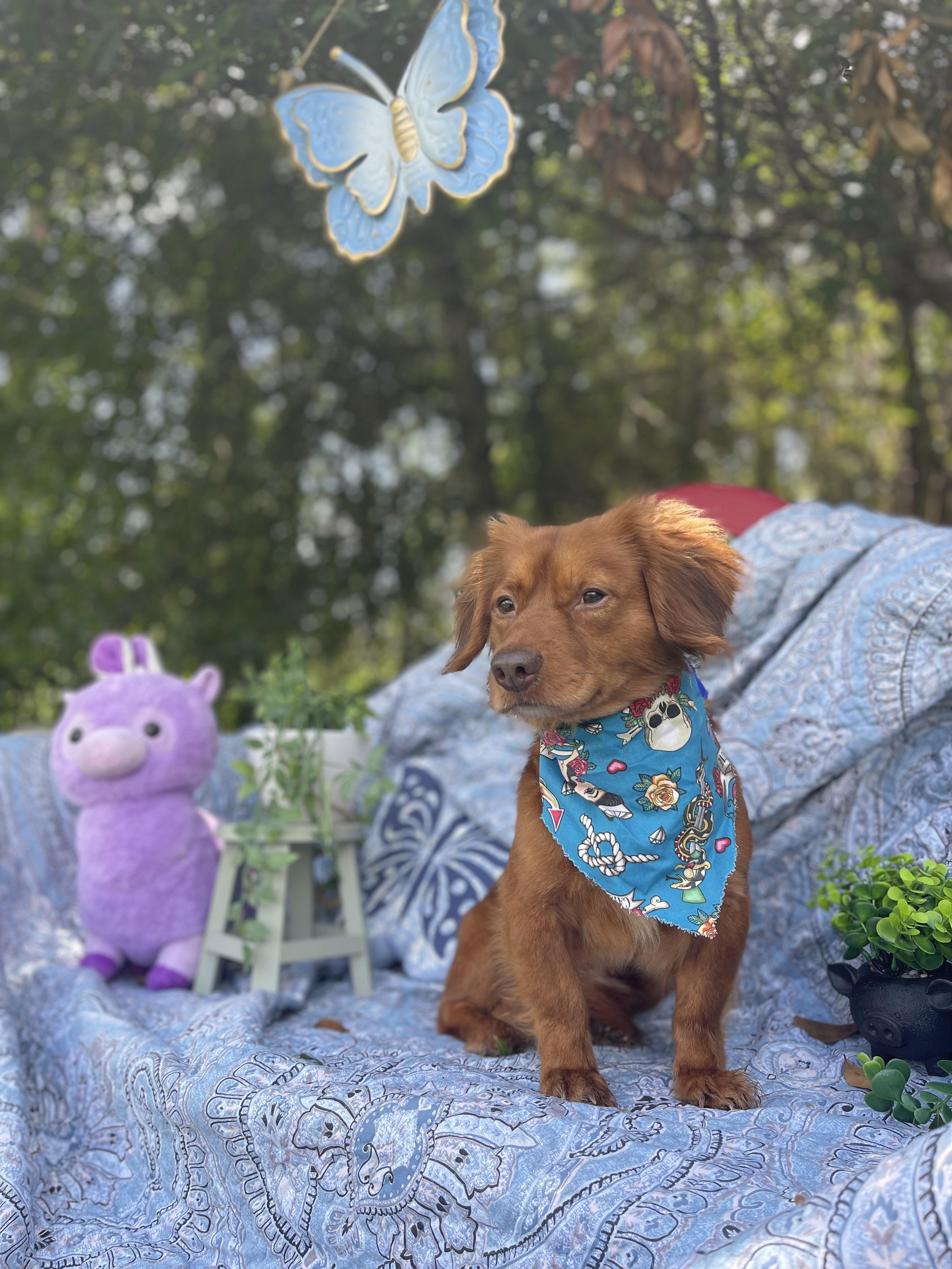 Chico, an adopted mixed breed in Sebring, FL image 2/5