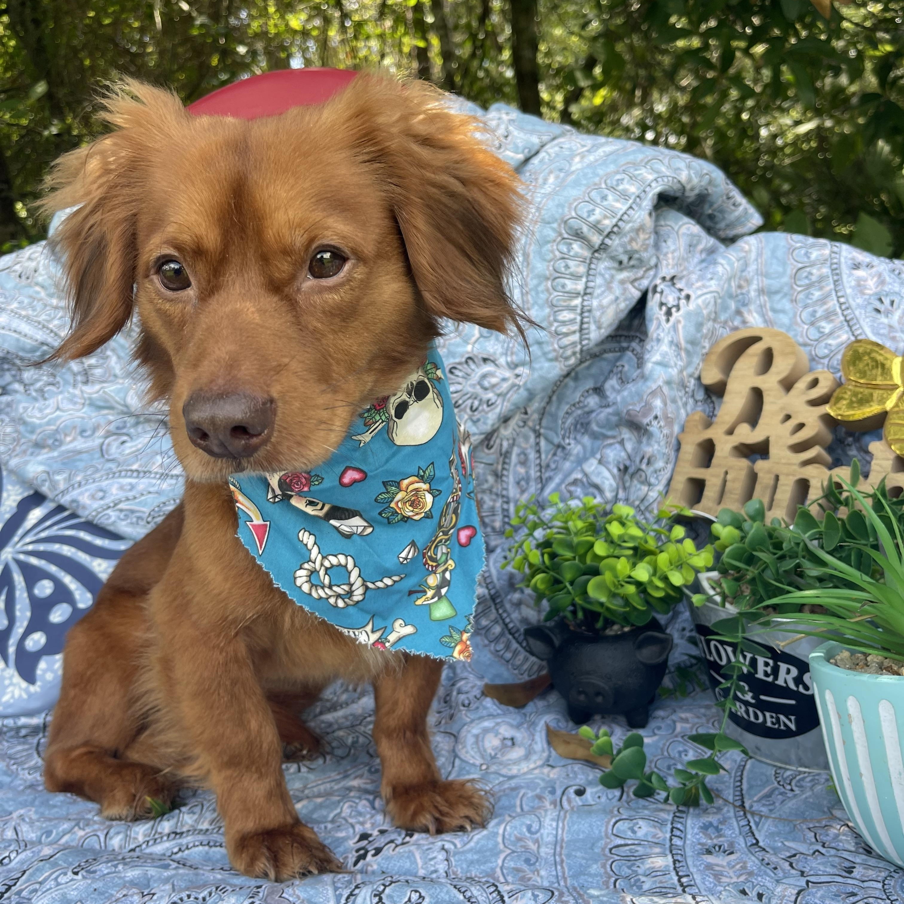 Chico, an adopted mixed breed in Sebring, FL image 3/5