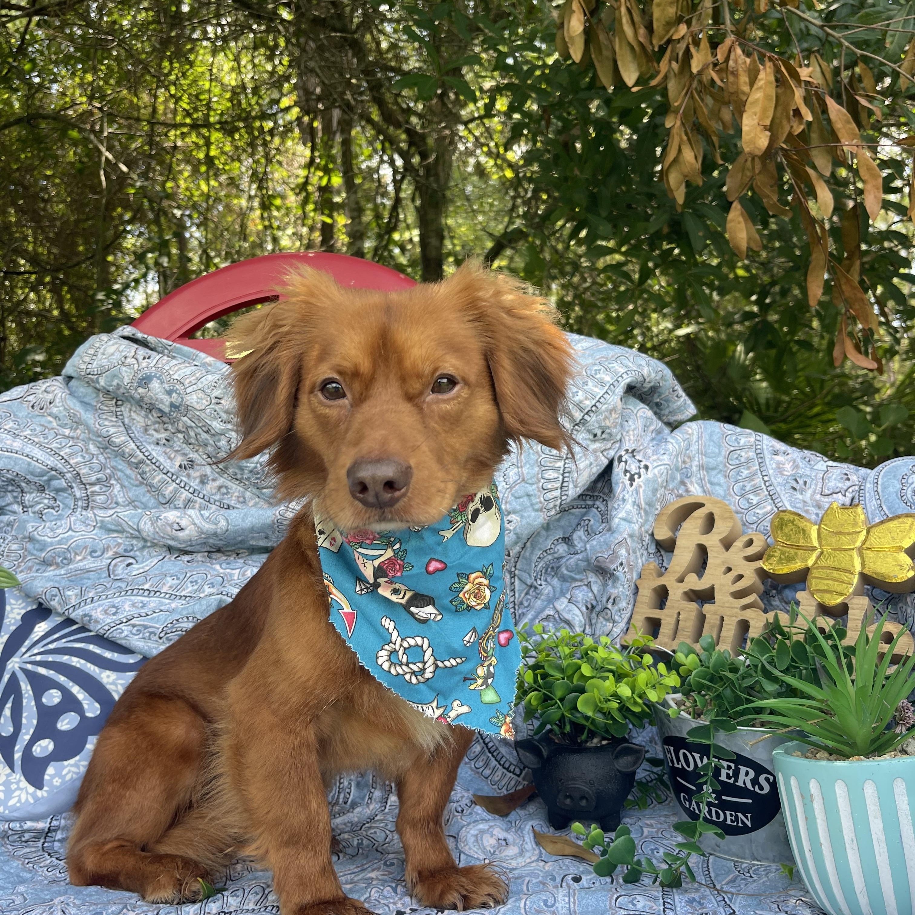 Chico, an adopted mixed breed in Sebring, FL image 4/5