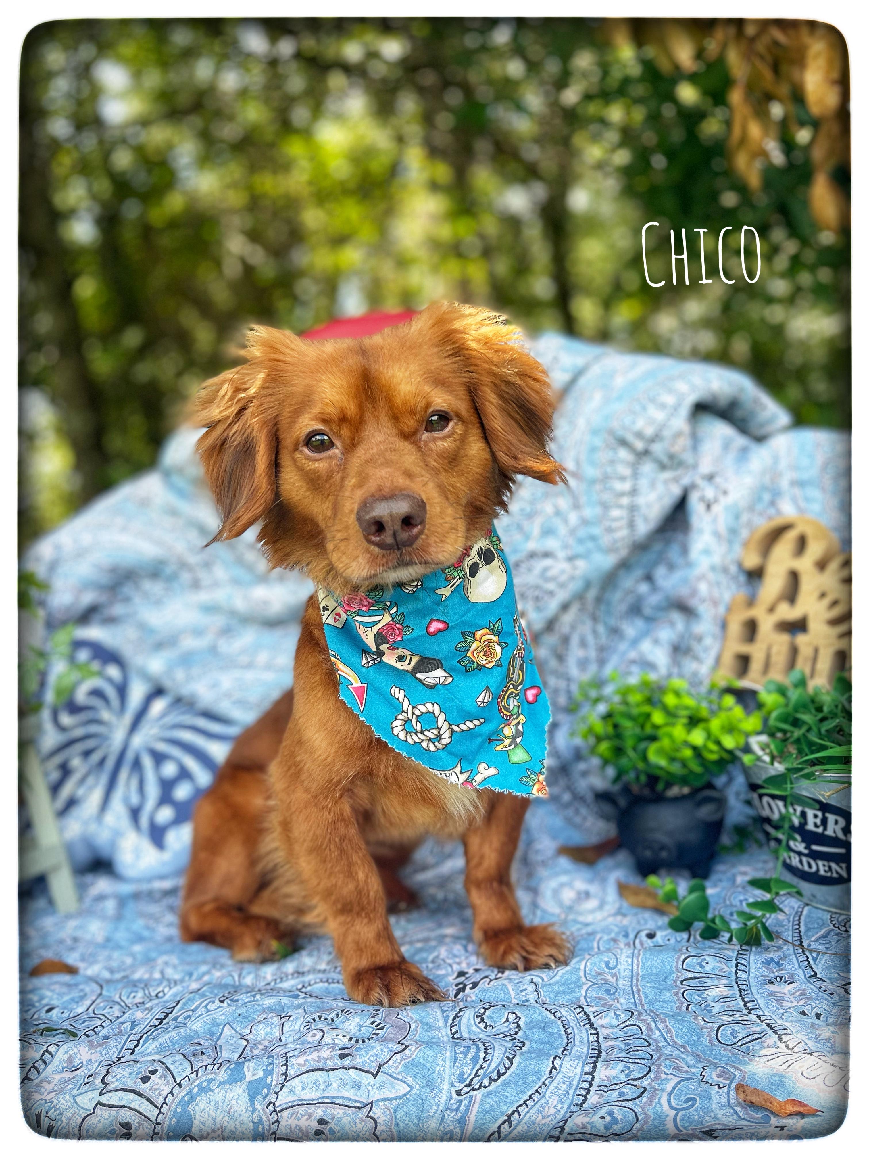 Chico, an adopted mixed breed in Sebring, FL image 1/5