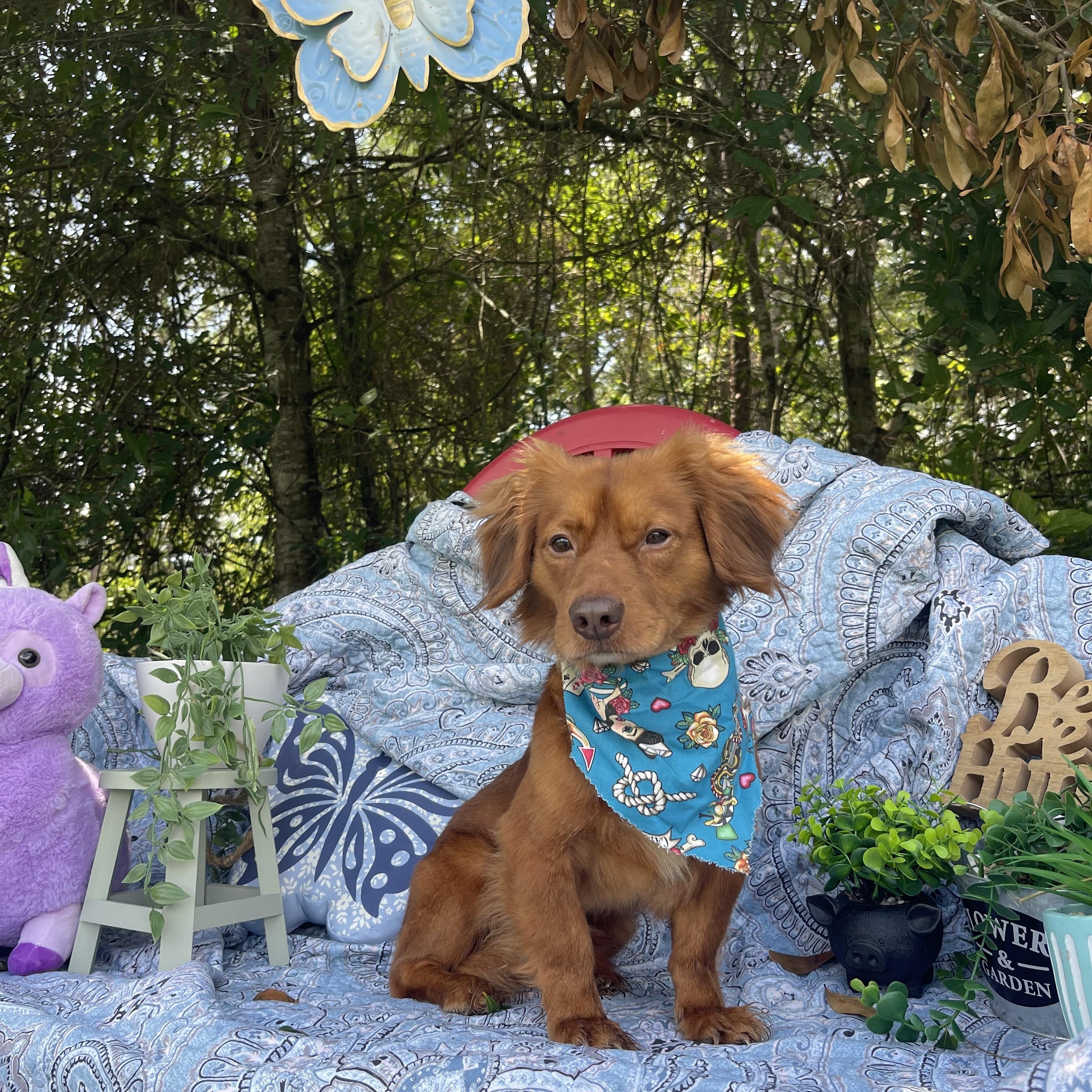 Chico, an adopted mixed breed in Sebring, FL image 5/5