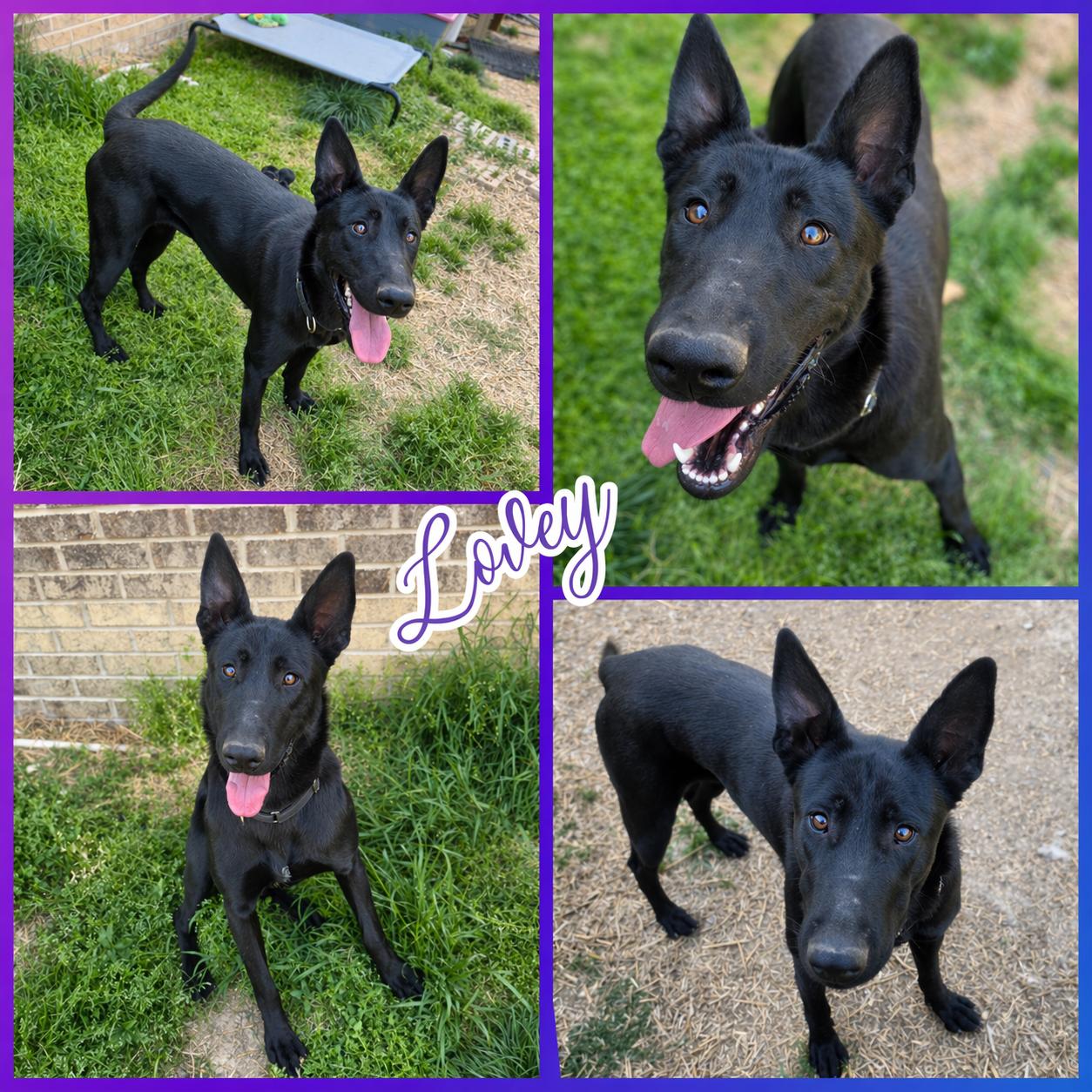 Lovey, Adoptable, Young Female Belgian Shepherd / Malinois.