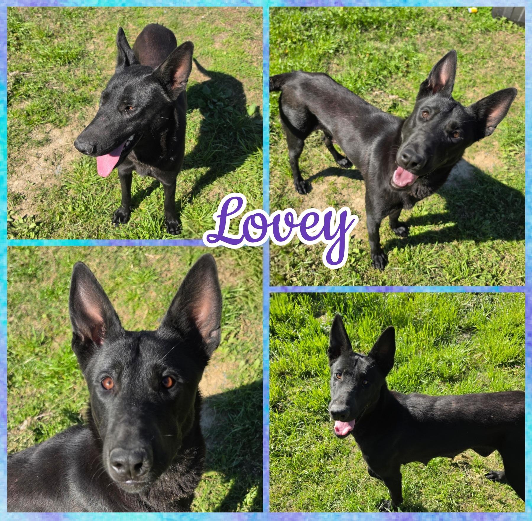 Enlarge Lovey, a Adoptable Belgian Shepherd / Malinois in Blacksburg, SC image 1/2