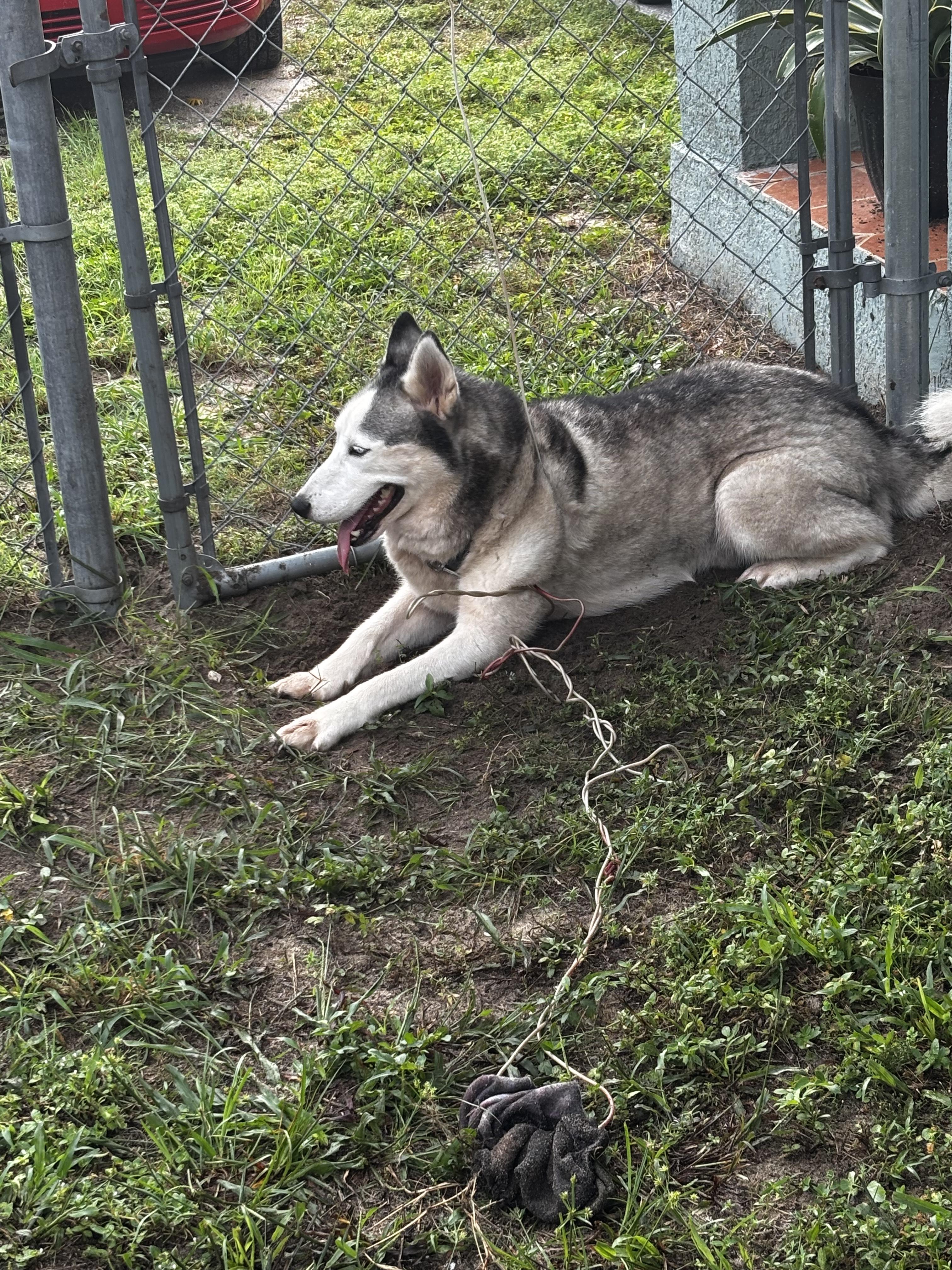 Enlarge Kenya, a Adoptable Siberian Husky in Lakeland, FL image 1/3