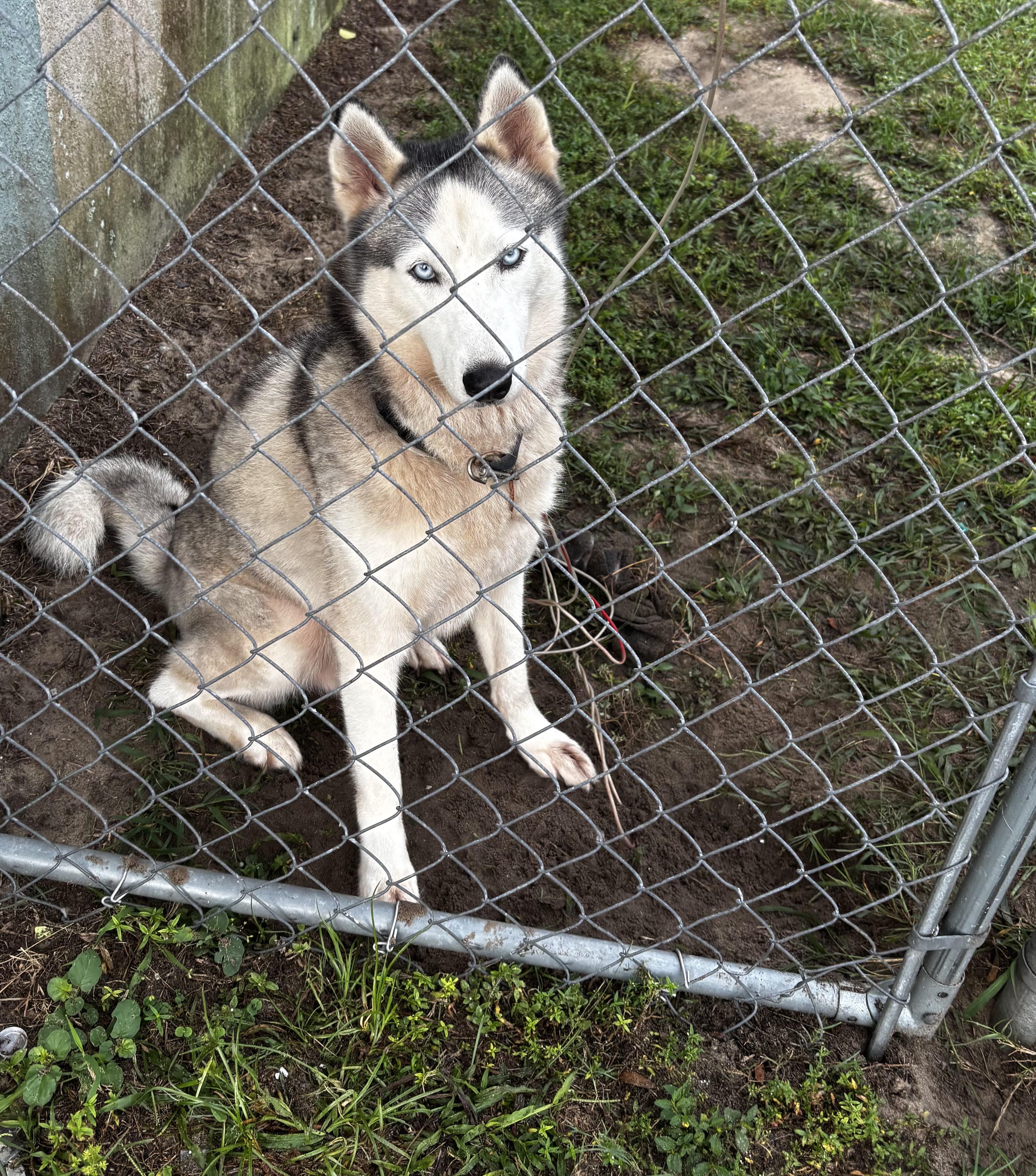 Enlarge Kenya, a Adoptable Siberian Husky in Lakeland, FL image 3/3