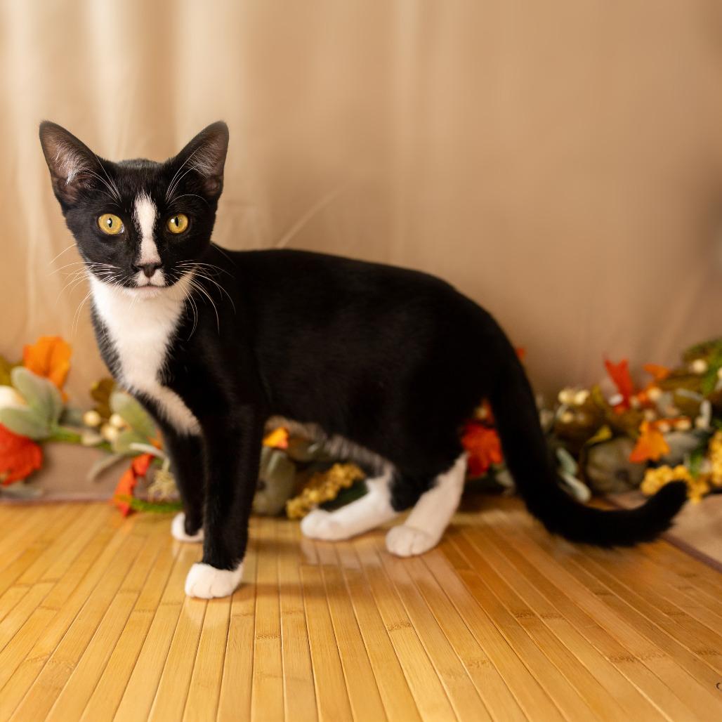 Vanilla Ice, Adoptable, Young Male Domestic Short Hair.