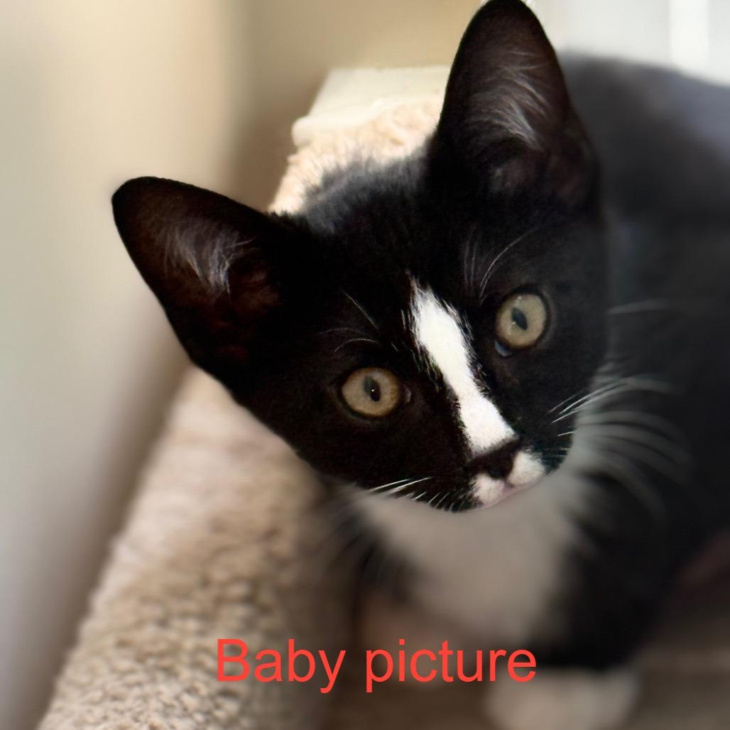 Enlarge Vanilla Ice, a Adoptable Domestic Short Hair in Durham, NC image 3/6