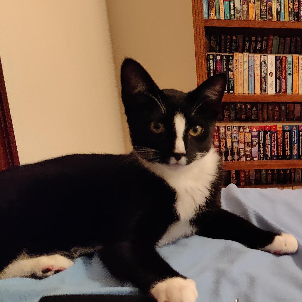 Enlarge Vanilla Ice, a Adoptable Domestic Short Hair in Durham, NC image 4/6