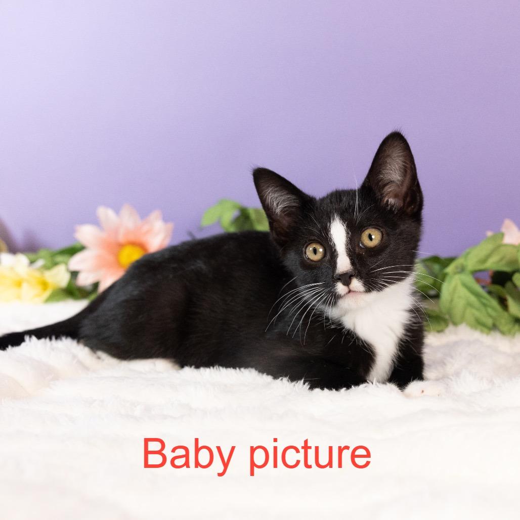 Enlarge Vanilla Ice, a Adoptable Domestic Short Hair in Durham, NC image 5/6