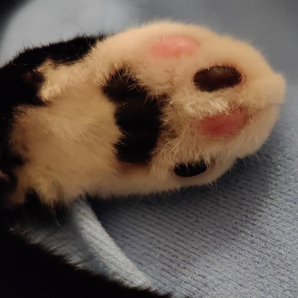 Enlarge Vanilla Ice, a Adoptable Domestic Short Hair in Durham, NC image 6/6