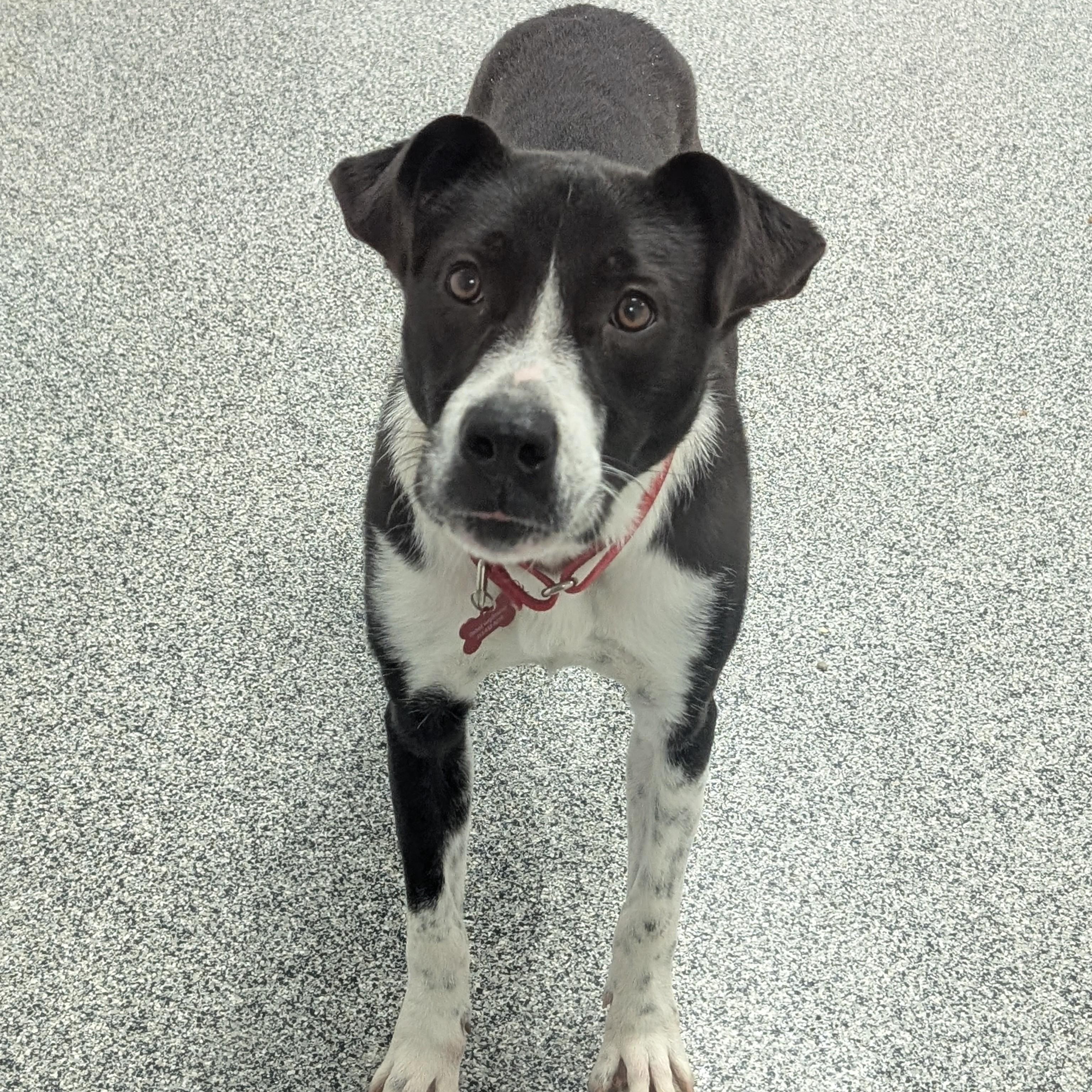 Charity, an adoptable mixed breed in Detroit, MI image 1/4