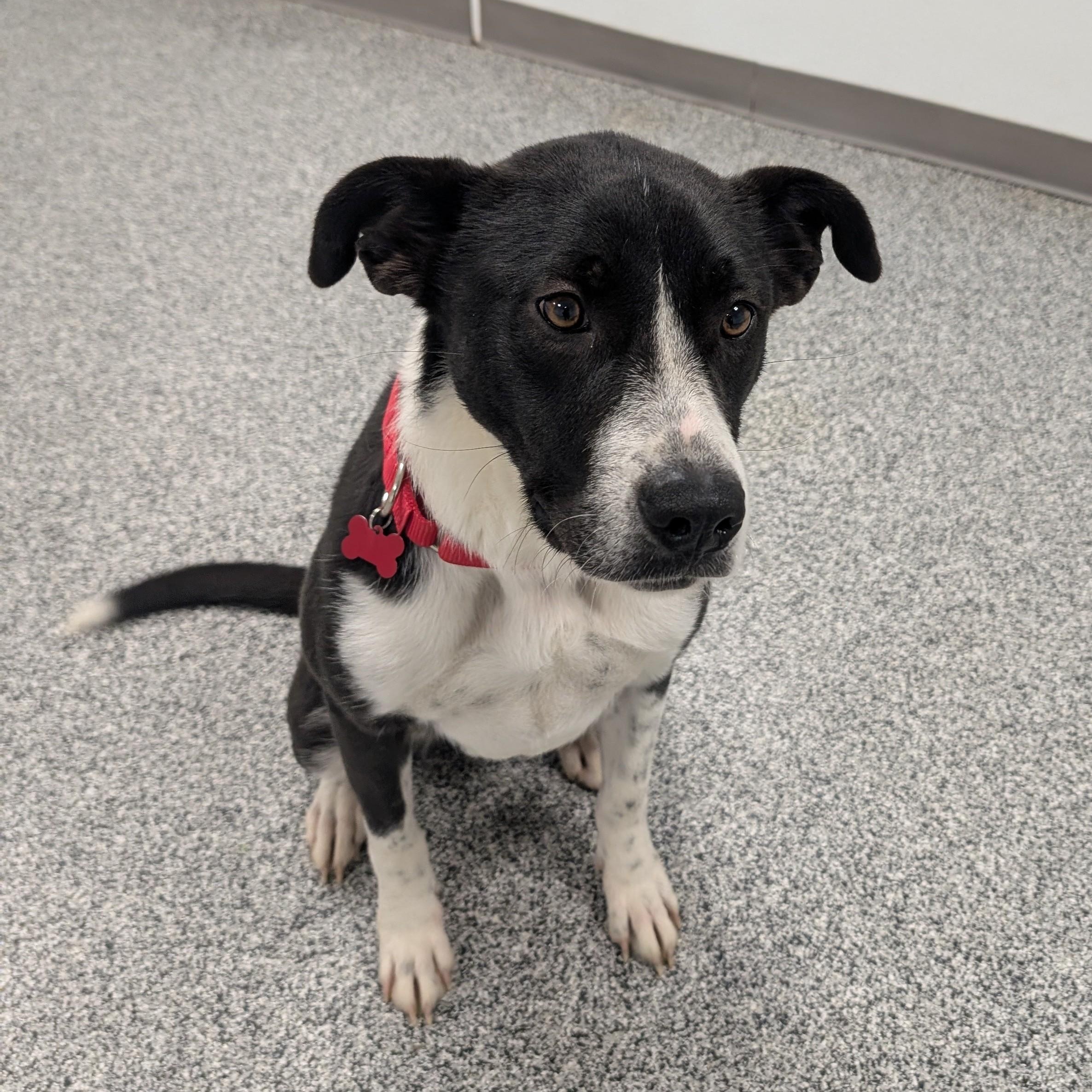 Charity, an adoptable mixed breed in Detroit, MI image 2/4