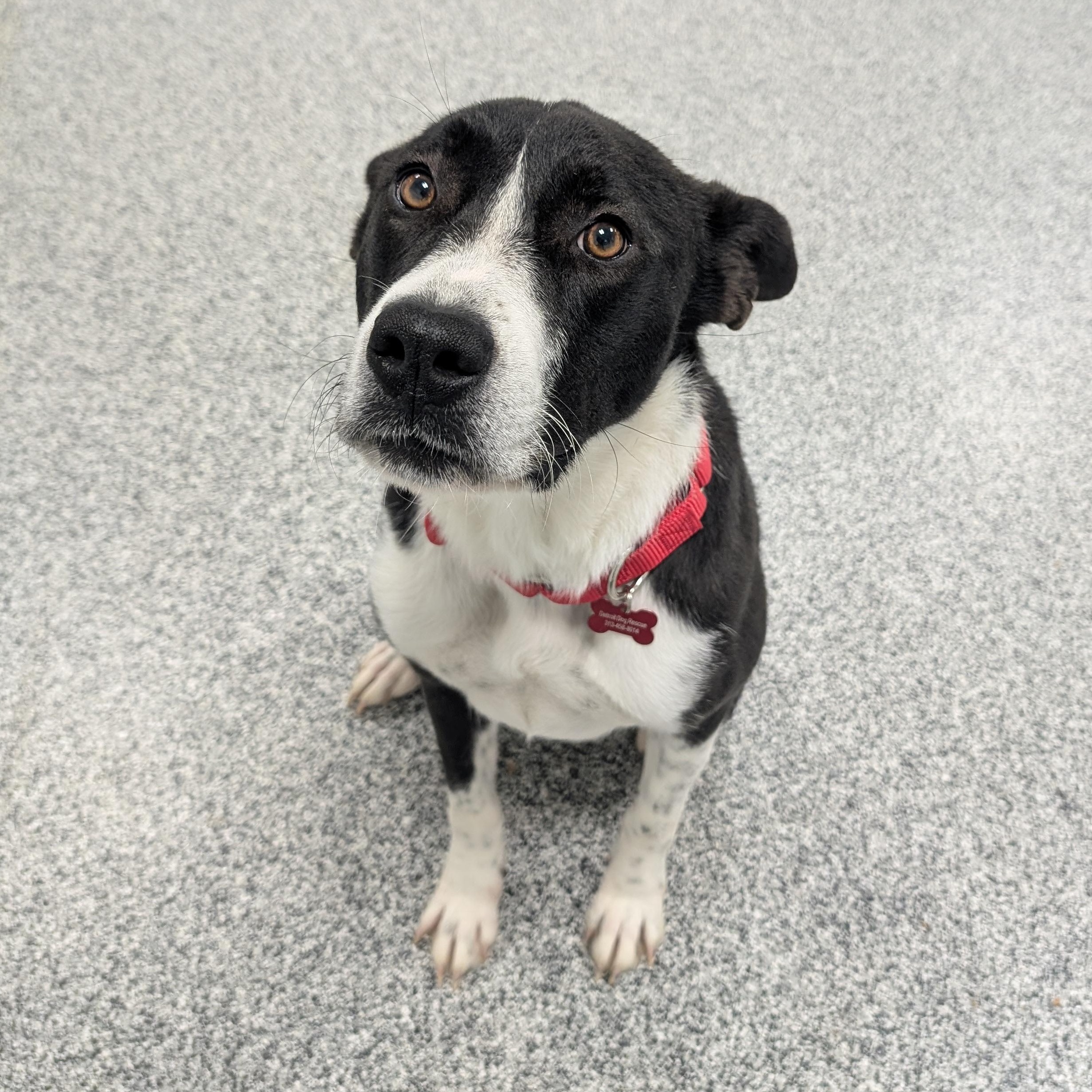 Charity, an adoptable mixed breed in Detroit, MI image 3/4
