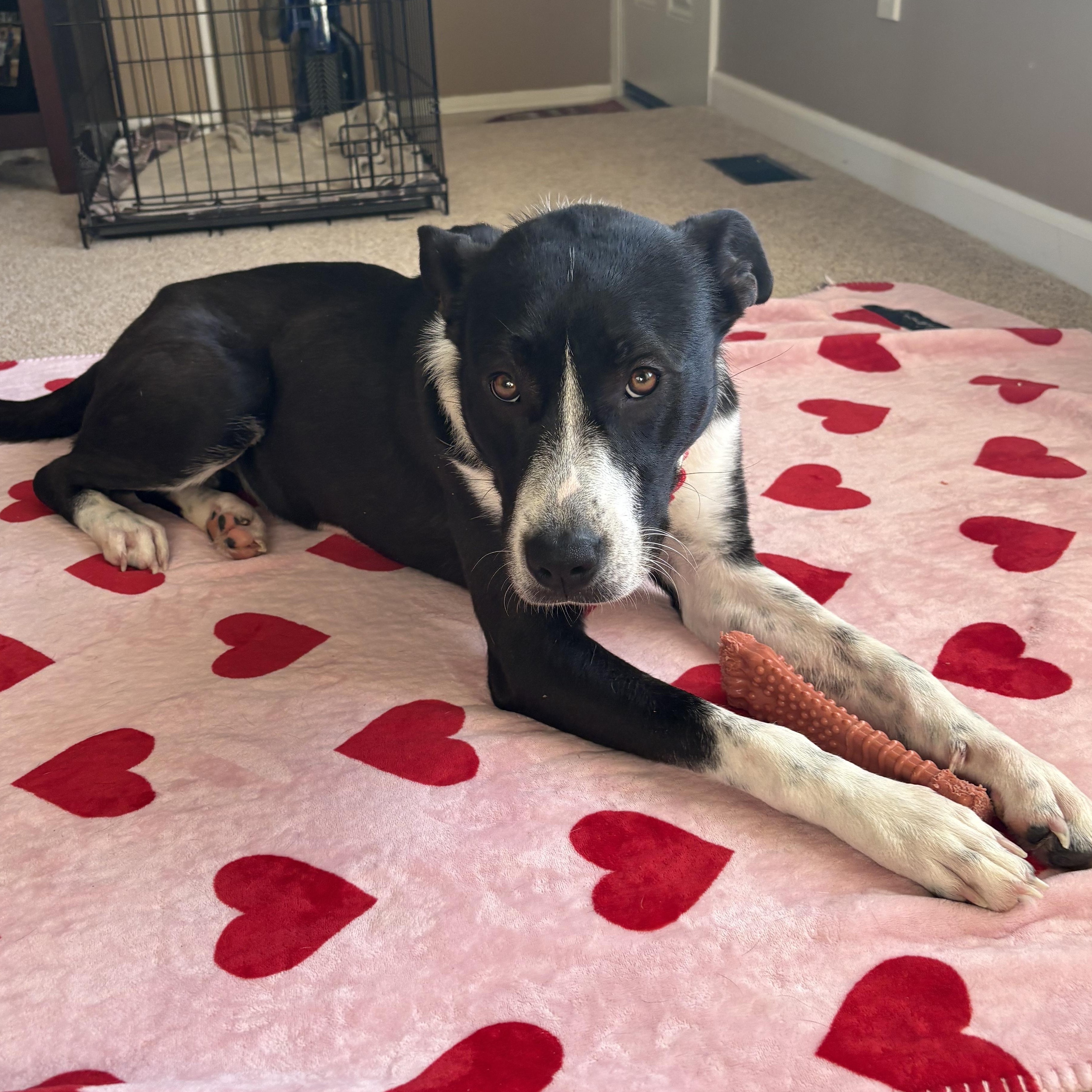 Charity, an adoptable mixed breed in Detroit, MI image 4/4