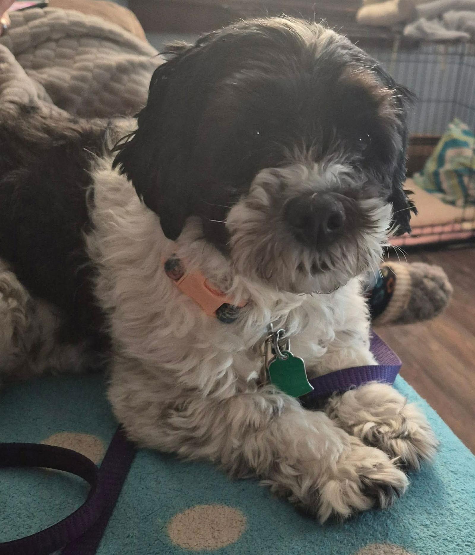 Enlarge Maggie, a Adoptable mixed breed in Pomfret Center, CT image 1/2