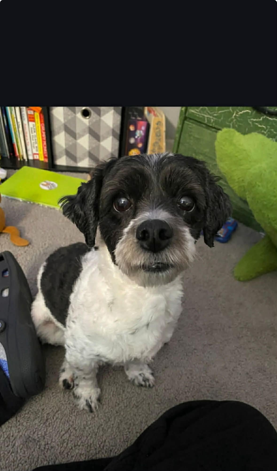 Enlarge Maggie, a Adoptable mixed breed in Pomfret Center, CT image 2/2