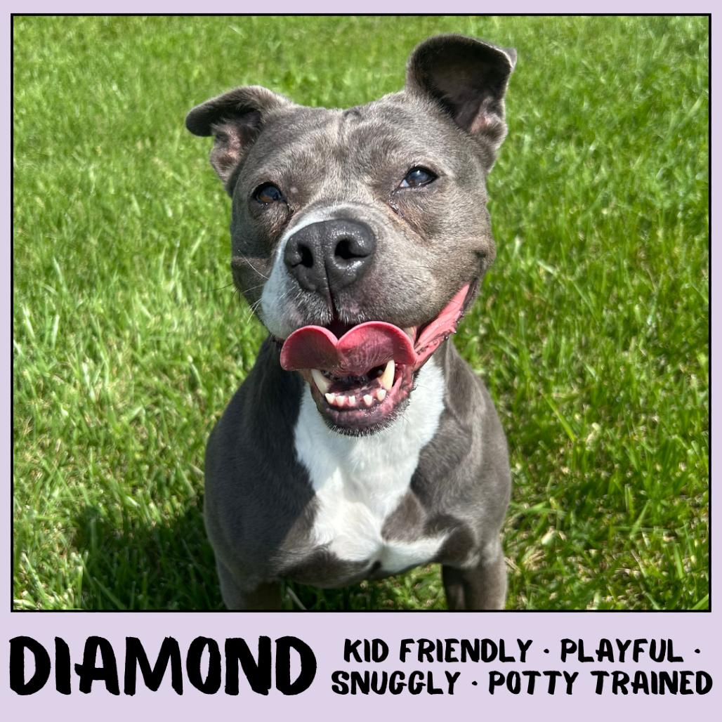 Enlarge Diamond, a Adoptable mixed breed in Emporia, KS image 1/6