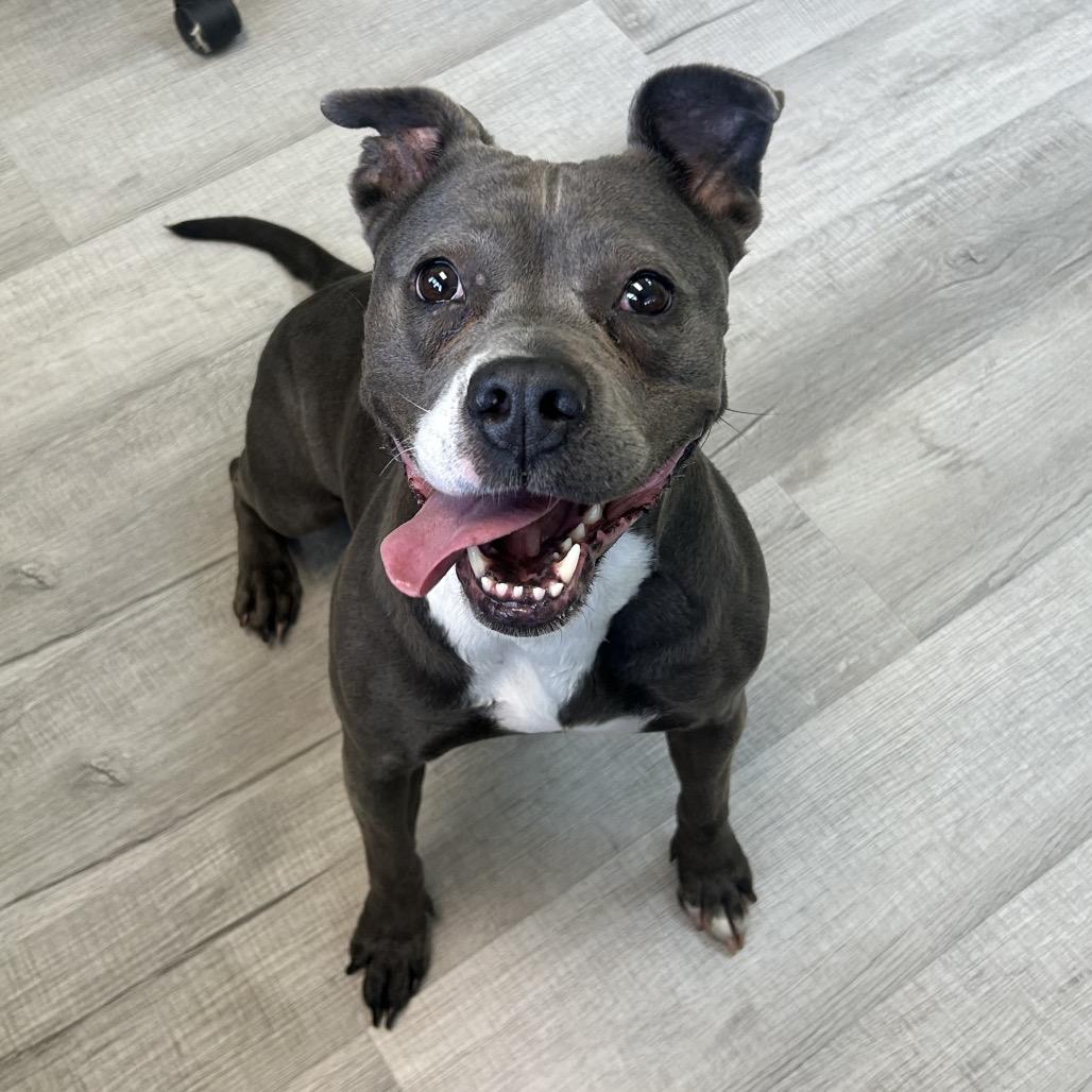 Enlarge Diamond, a Adoptable mixed breed in Emporia, KS image 1/3