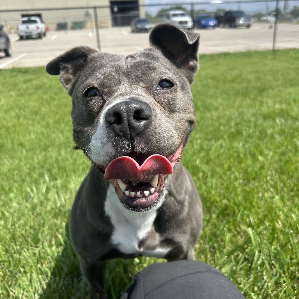 Enlarge Diamond, a Adoptable mixed breed in Emporia, KS image 3/6