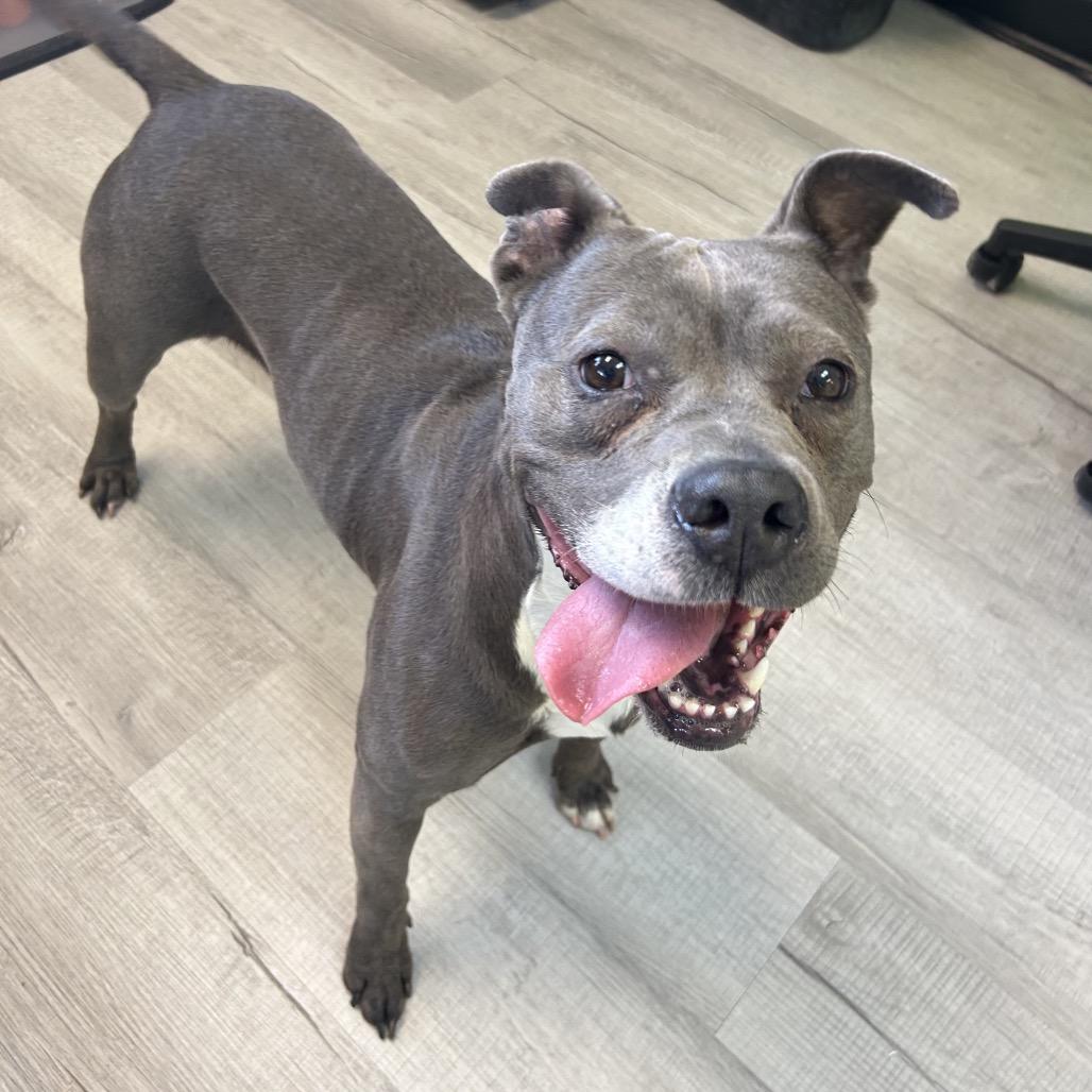 Enlarge Diamond, a Adoptable mixed breed in Emporia, KS image 2/3