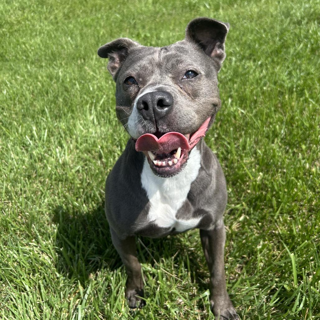 Enlarge Diamond, a Adoptable mixed breed in Emporia, KS image 5/6