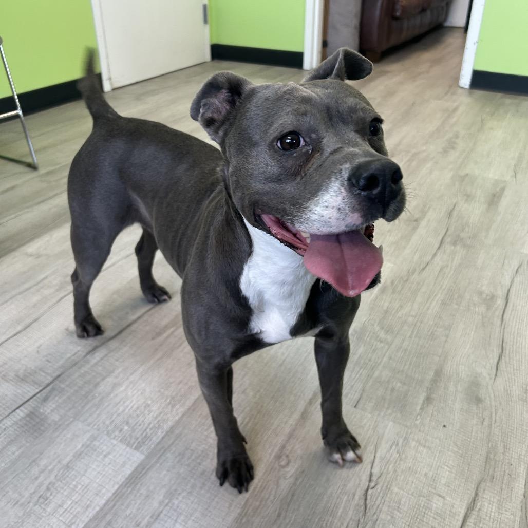 Enlarge Diamond, a Adoptable mixed breed in Emporia, KS image 3/3