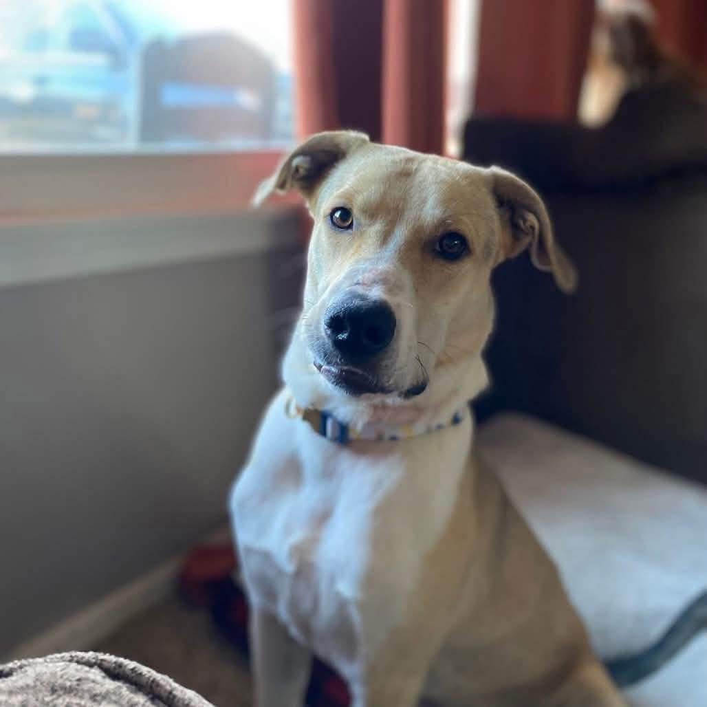 Roman, adopted, Young Male Labrador Retriever & Greyhound.