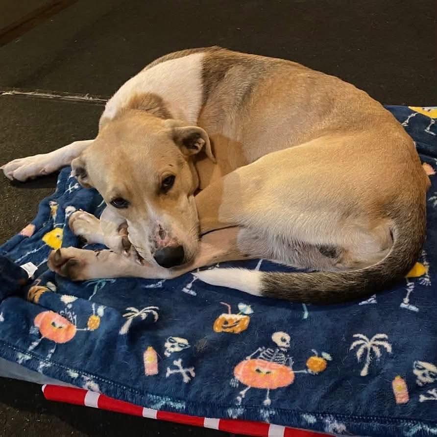 Roman, an adopted mixed breed in Minooka, IL image 2/3