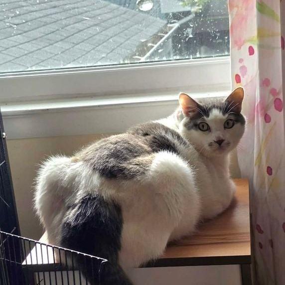 Enlarge Kimba, a Adoptable Domestic Short Hair in Alexandria, VA image 1/1