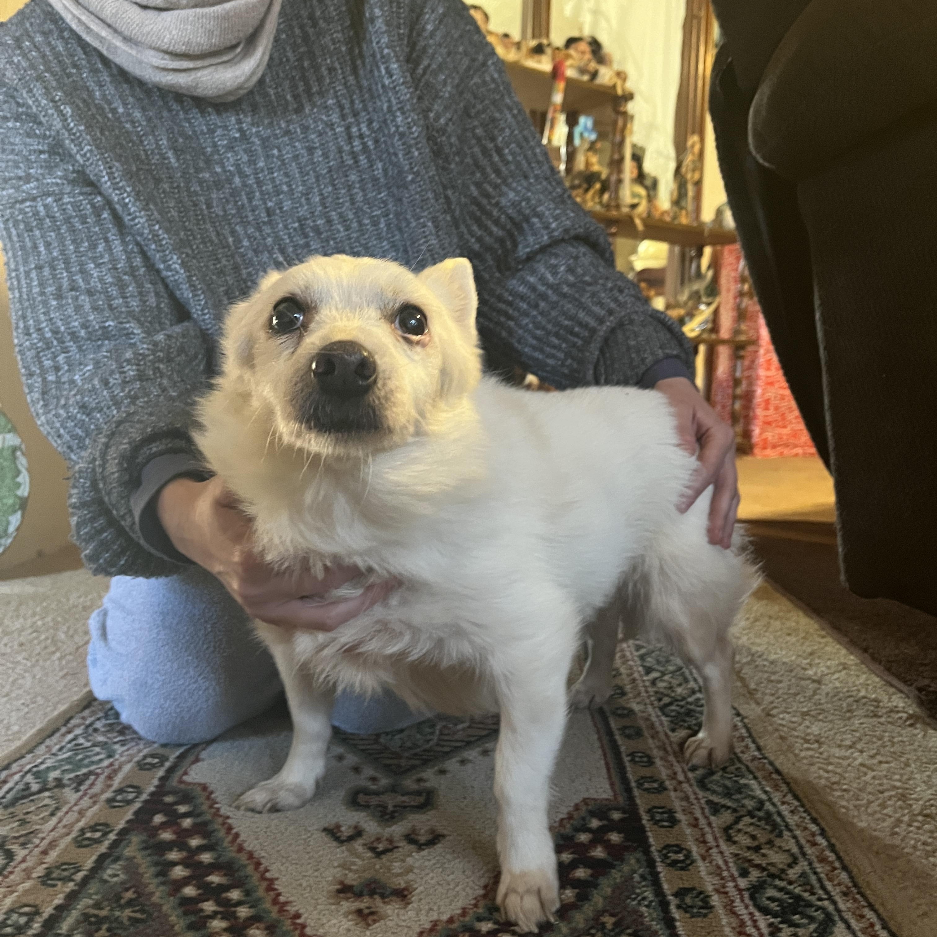 Enlarge Luna, a ADOPTABLE Spitz in Floyd, VA image 1/3