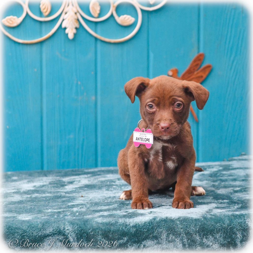 Enlarge Antelope, a Adoptable Pit Bull Terrier in Wake Forest, NC image 1/1