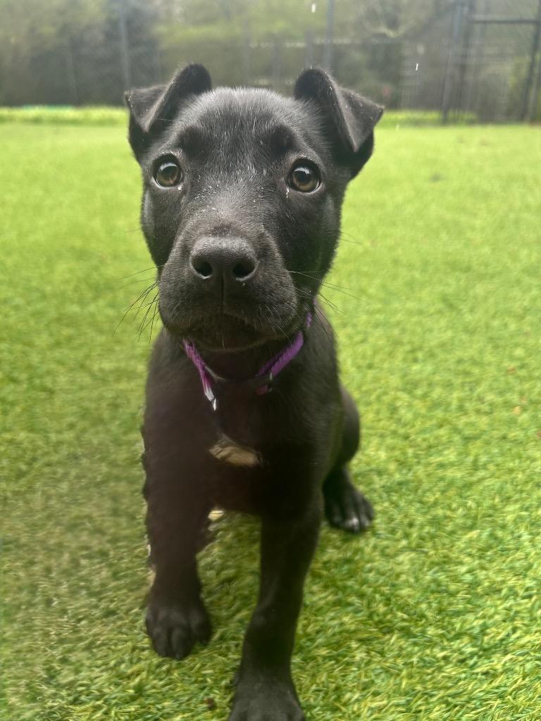 Daphne, Adoptable, Puppy Female Shar-Pei & Pit Bull Terrier.