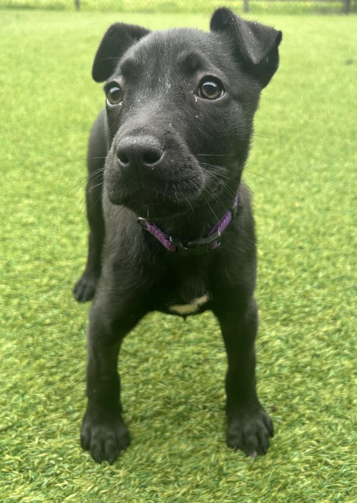 Daphne, a Adoptable mixed breed in Madison, GA image 2/5