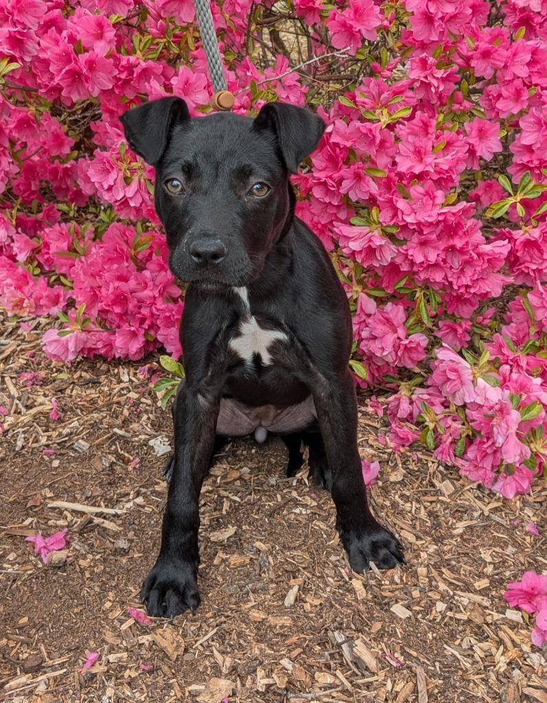 Daphne, a Adoptable mixed breed in Madison, GA image 3/5