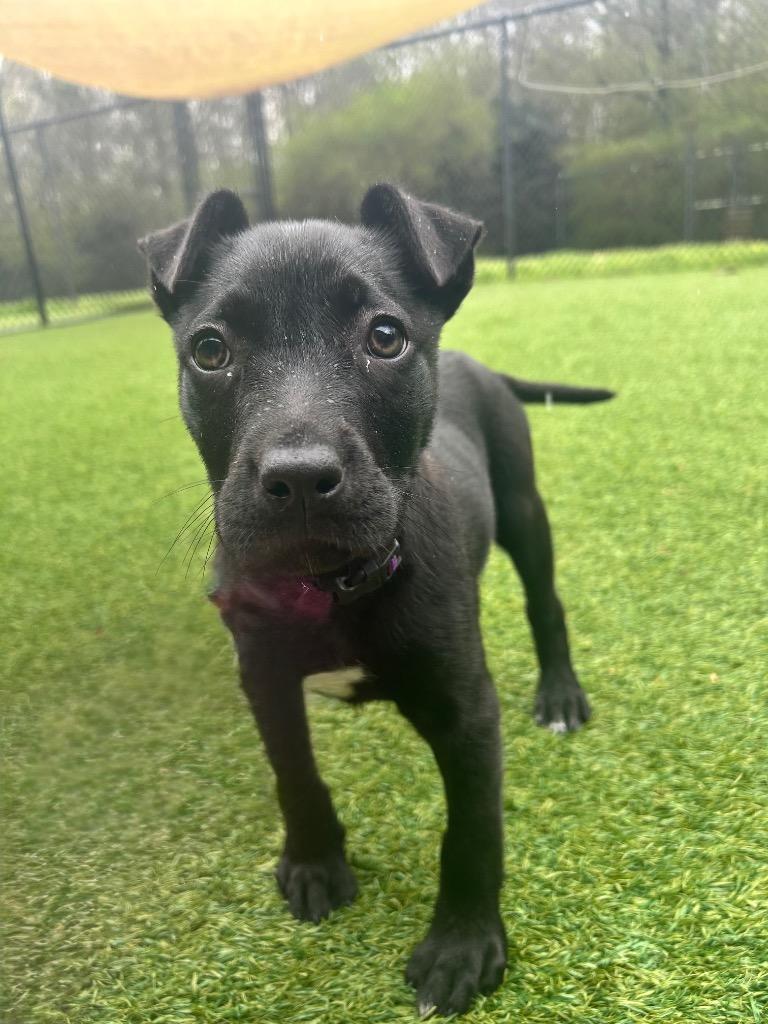 Daphne, a Adoptable mixed breed in Madison, GA image 4/5