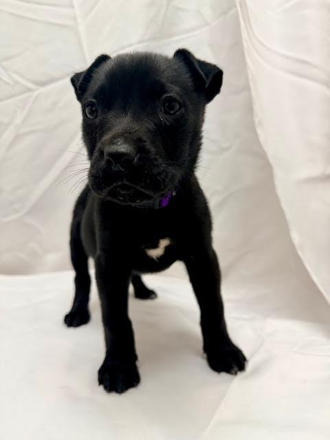 Daphne, a Adoptable mixed breed in Madison, GA image 5/5