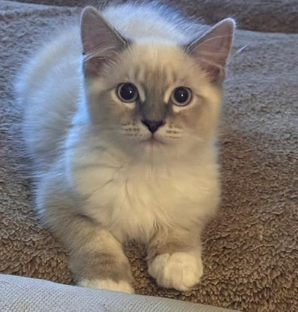 Blondie (Stevie Nicks), Adoptable, Kitten Female Siamese.