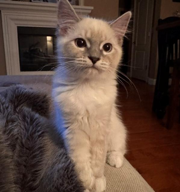 Enlarge Blondie (Stevie Nicks), a Adoptable Siamese in Davis, CA image 2/3