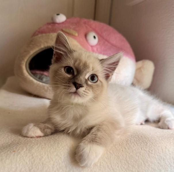Enlarge Blondie (Stevie Nicks), a Adoptable Siamese in Davis, CA image 3/3