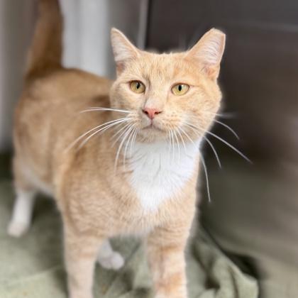 Riddler, Adoptable, Adult Male Domestic Short Hair.