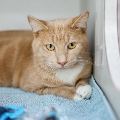 Enlarge Riddler, a Adoptable mixed breed in Atlanta, GA image 2/3