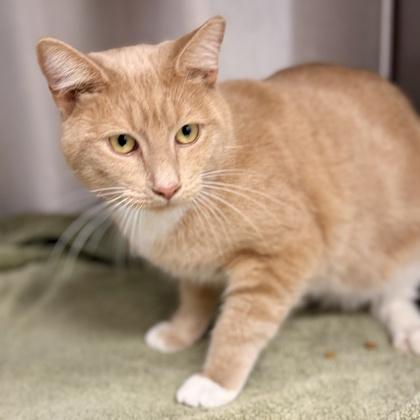 Enlarge Riddler, a Adoptable mixed breed in Atlanta, GA image 3/3