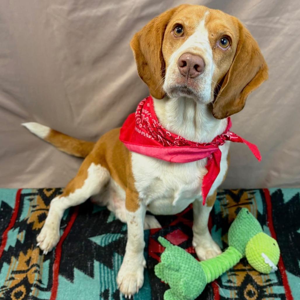 Beagle Knievel, Adoptable, Adult Male Beagle.