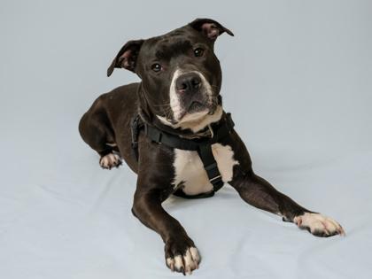 Tyson, Adoptable, Adult Male Pit Bull Terrier & Mixed Breed.